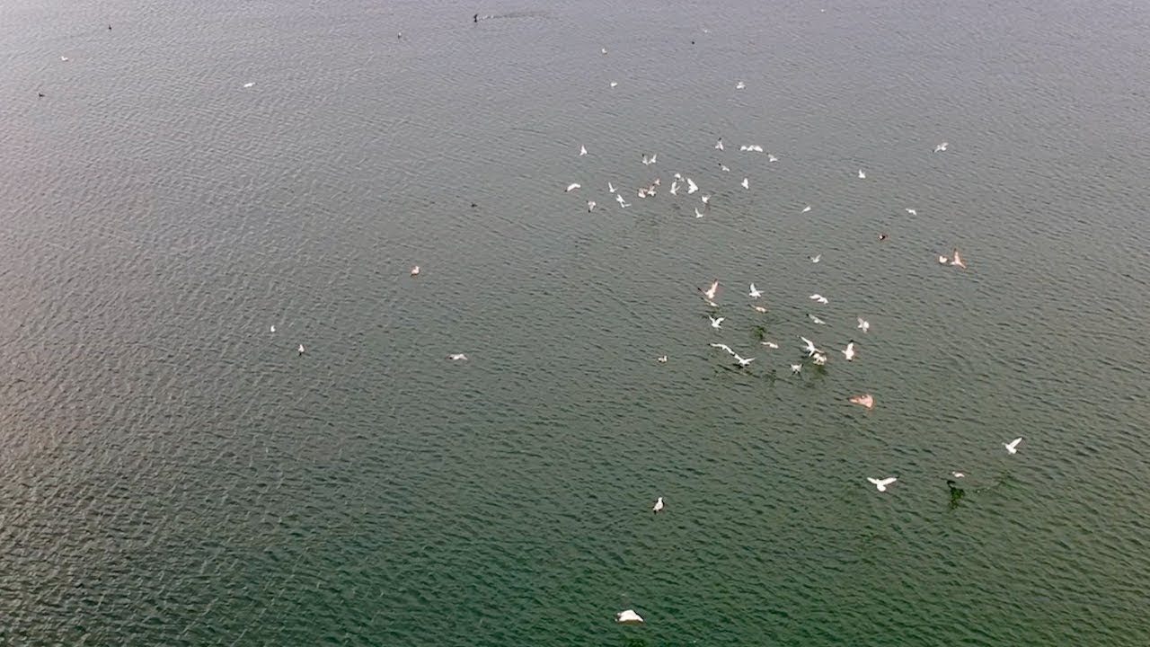 November 7th Striper Blitz Caught On Drone