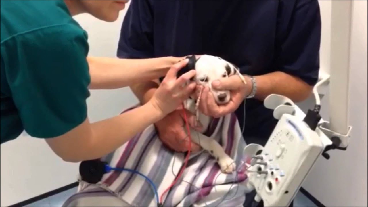 What to Expect: At a BAER Hearing Test