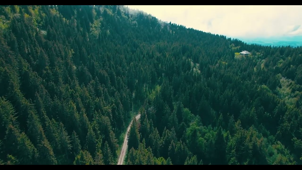 Forest Road Aerial View