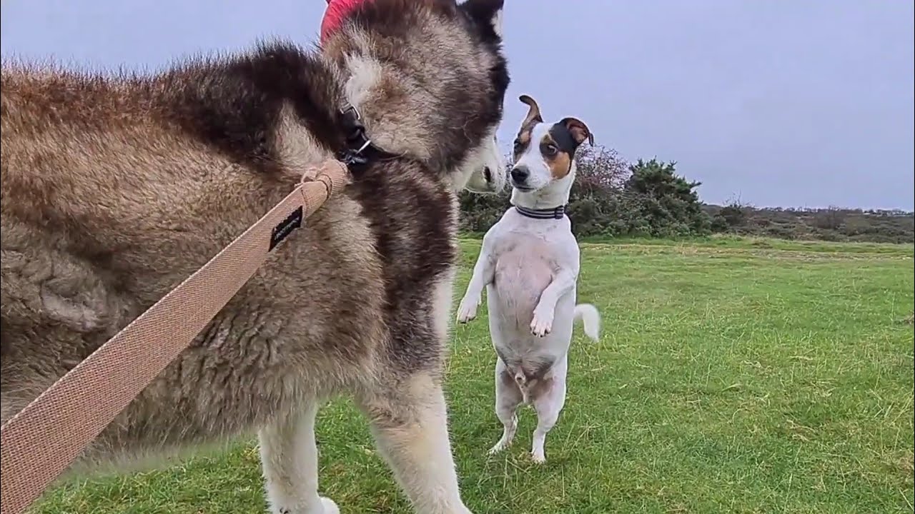 Little dog stands up to a Huge Husky | The dog that Loves everyone