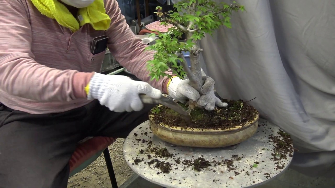 KAEDE 楓. Bonsai master cut & repot the maple.