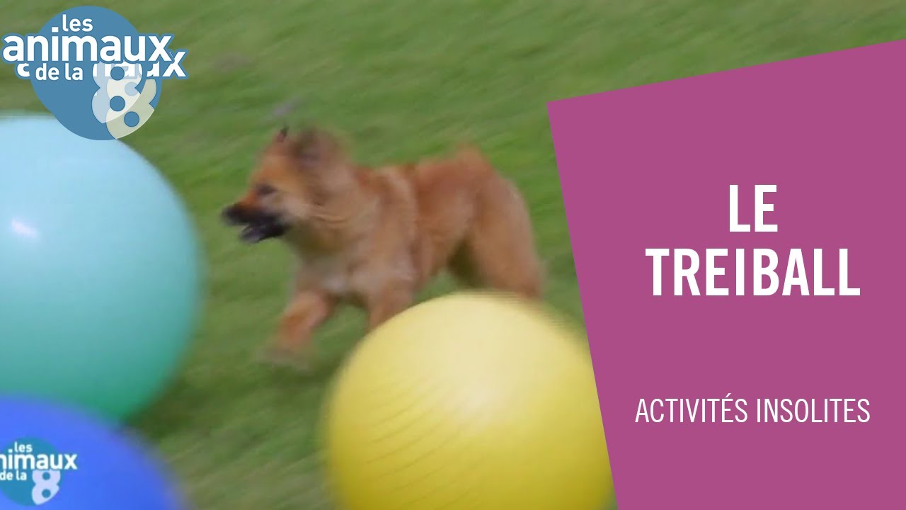 Le Treiball : c'est de la balle - Les Animaux de la 8