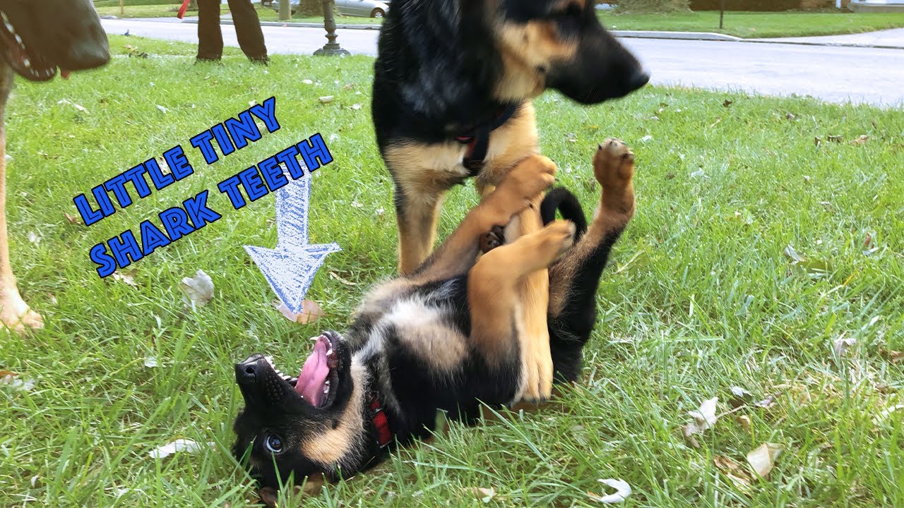 3 SIMPLE WAYS TO STOP PUPPY BITING! - Training German Shepherd not to Bite.