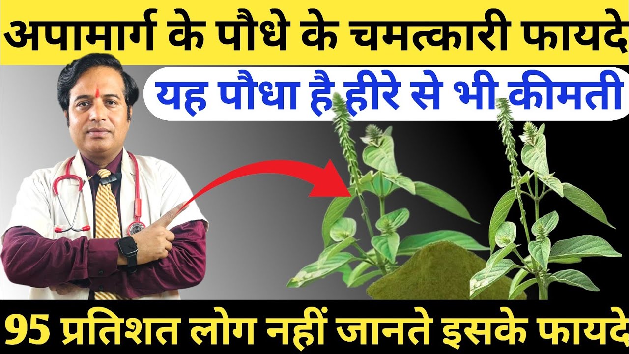 अपामार्ग के पौधे के चमत्कारी फायदे || Benefits Of Apamarg ( Chirchita) || आयुर्वेदिक औषधि से रोगों 