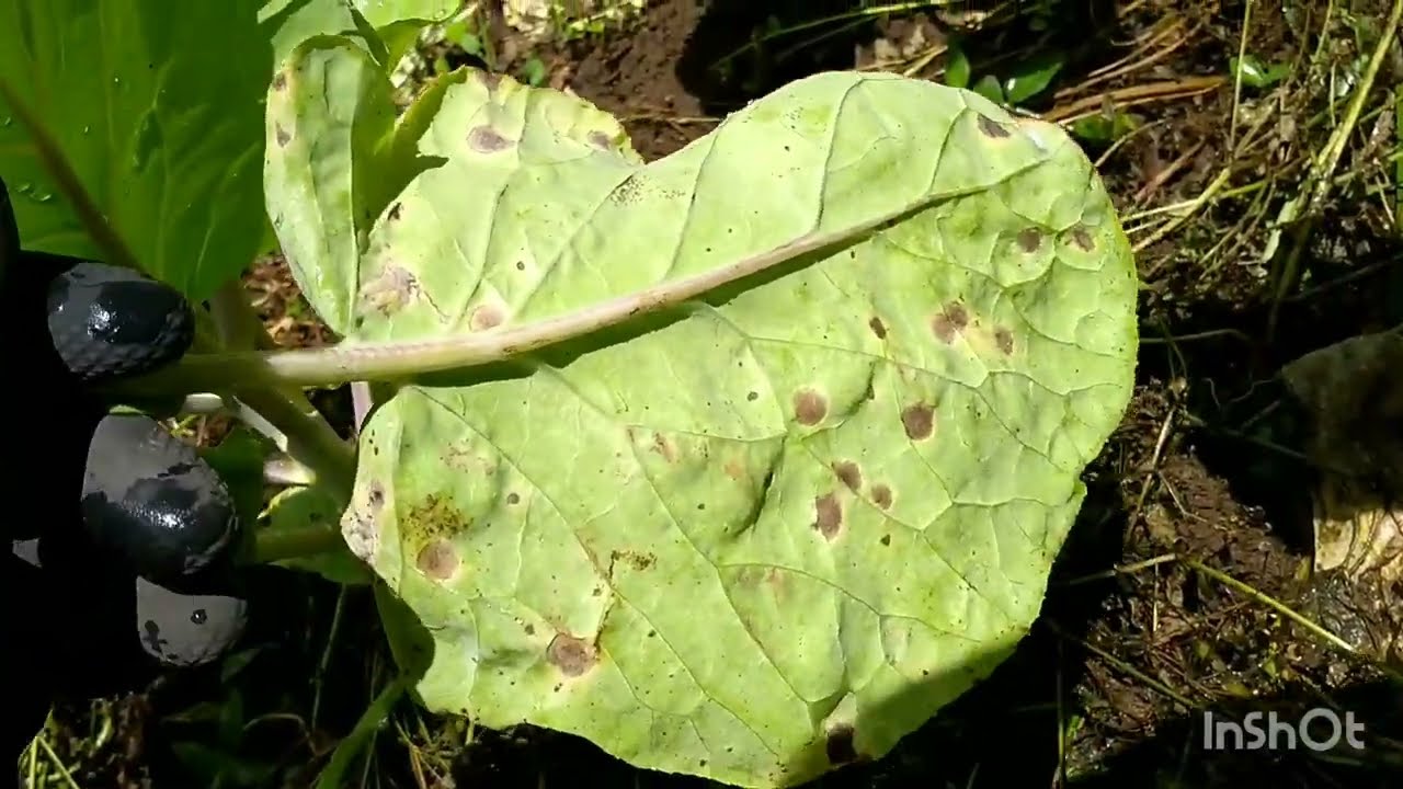 Manchas amarelas e doença na couve, problemas resolvido.