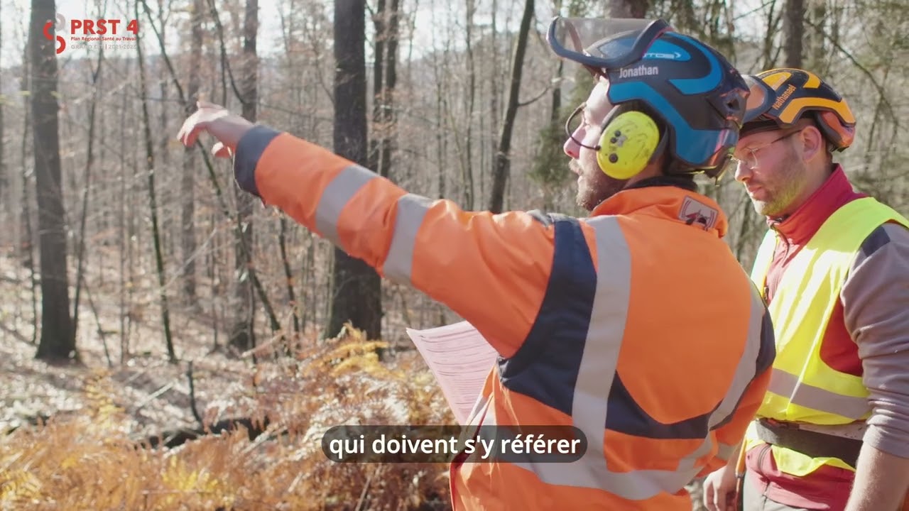 Arbres dépérissants : pourquoi ils peuvent constituer un danger