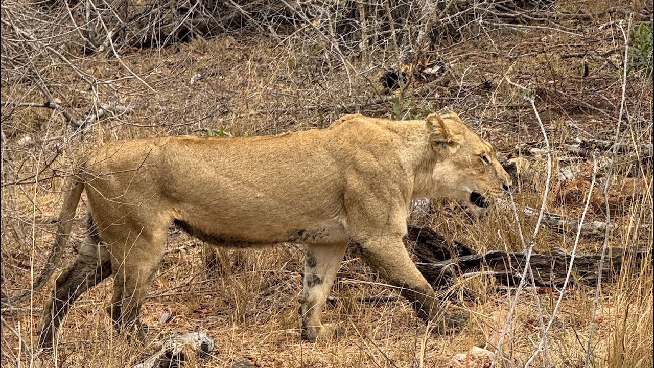 Kruger National Park half day tour.#elephant #travel #africa #lifeisbutadream
