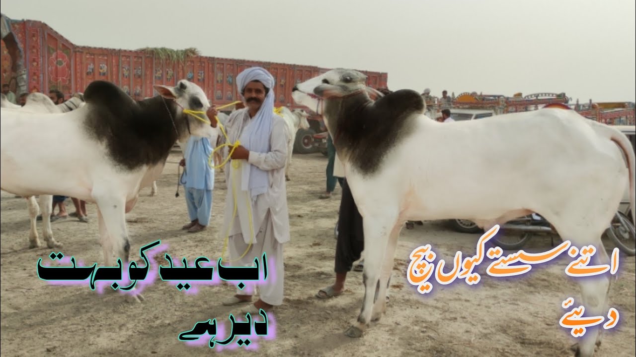 Muhammad pur mandi visit with Adnan goat farm 03176475990