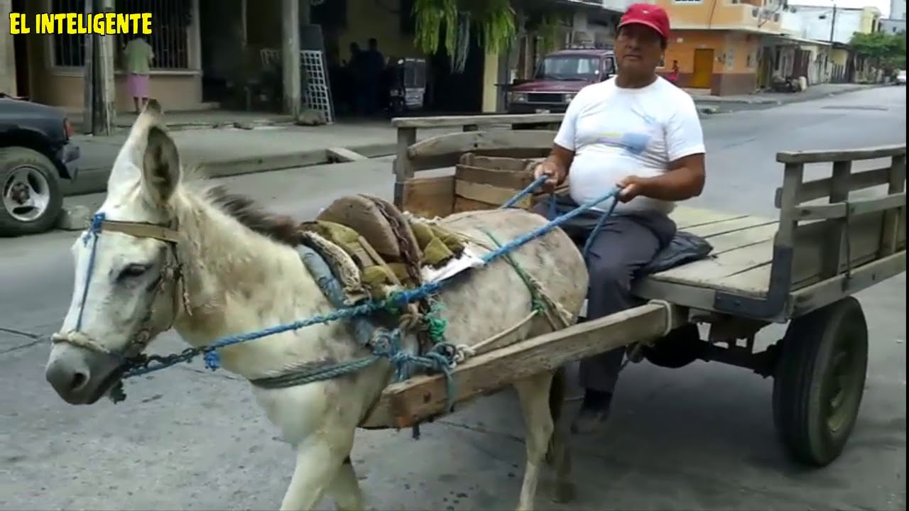 La última carreta de Burro en Babahoyo  El Inteligente