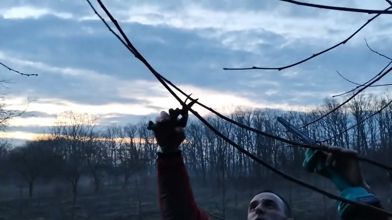 Обрізка шовковиці, основні правила.