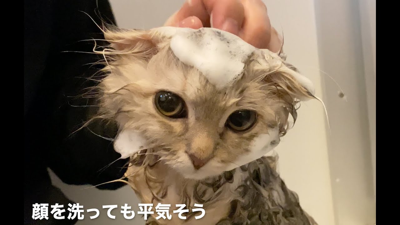 子猫のはじめてのお風呂【スコティッシュフォールド】