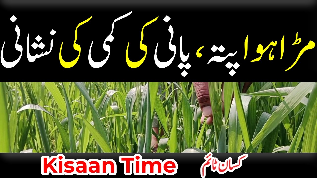 Gandam men pani ki kami, گندم میں پانی کی کمی، مڑے ہوے پتے کسان ٹائم wheat corp in 2026 kisan time