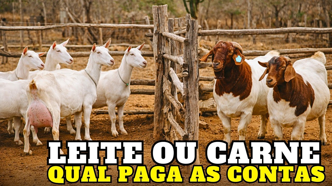 A CABRA não é o PROBLEMA. A ESCOLHA errada É.