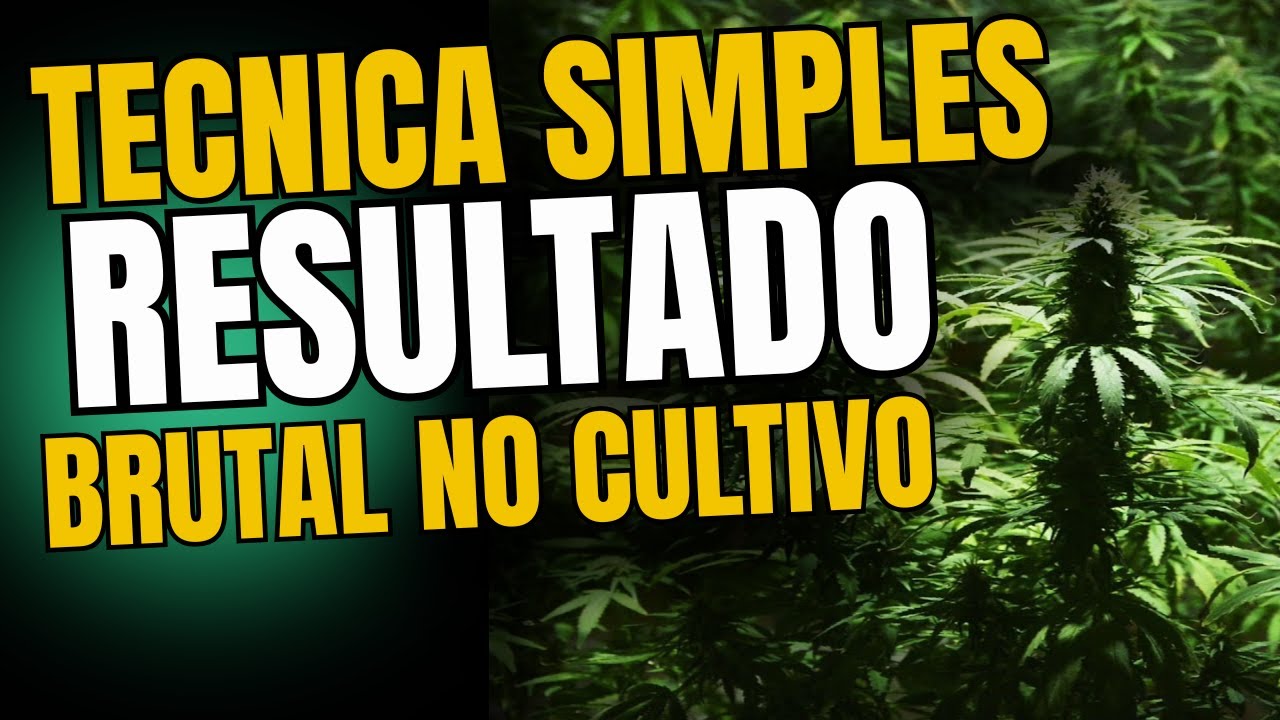 Como AUMENTAR o rendimento das PLANTAS no CULTIVO INDOOR? VEJA NA PR&Aacute;TICA!