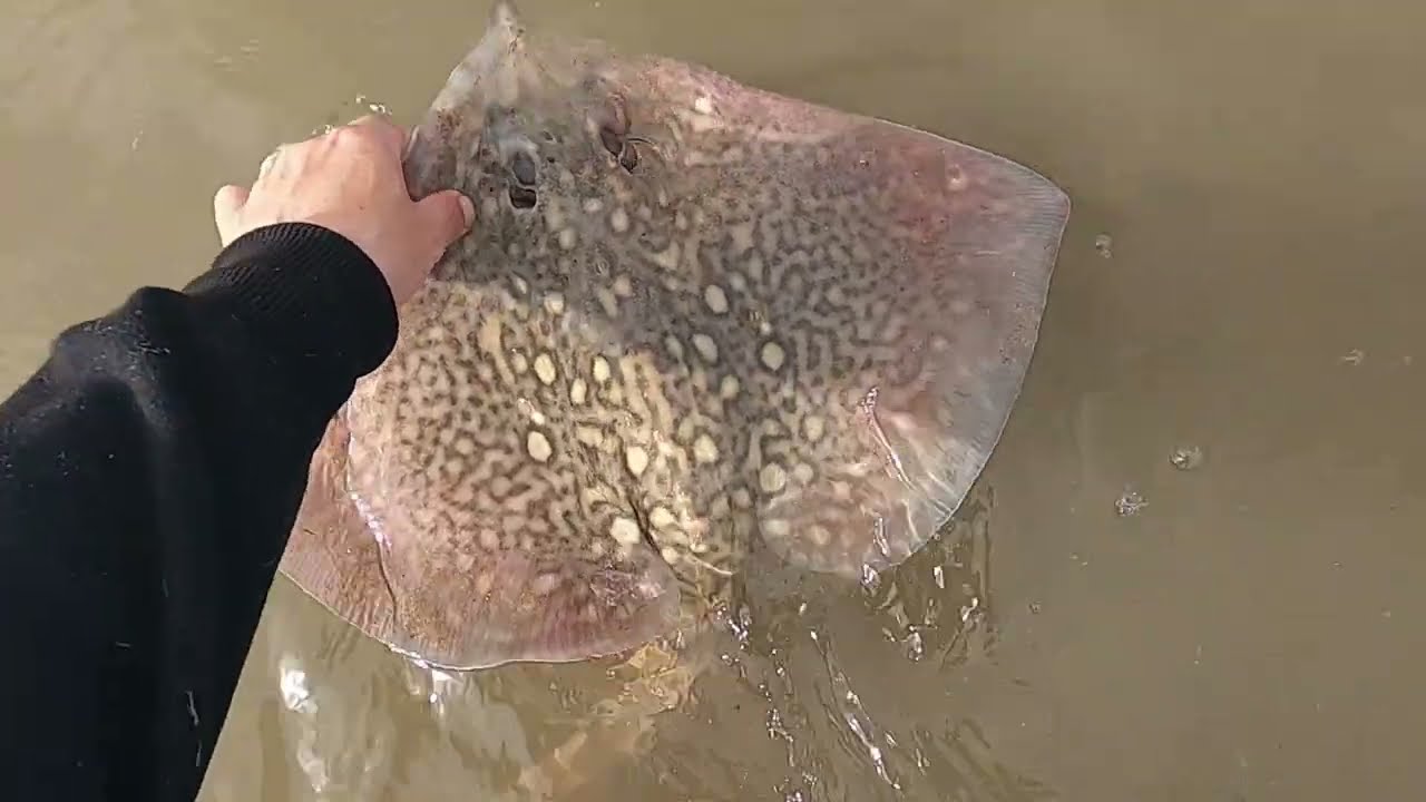 Undulate and Thornback Ray fishing in Tralee Bay