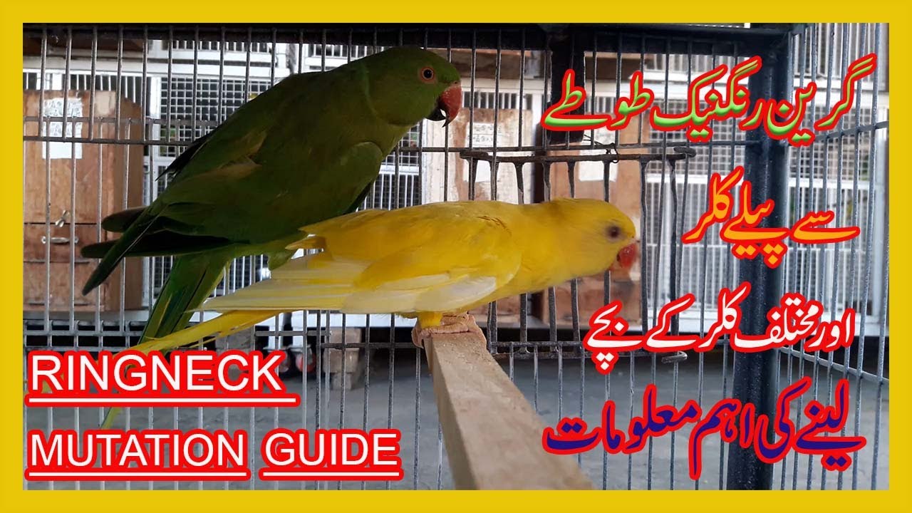 RINGNECK MUTATION WORKING GUIDE/BIG BIRD'S LOVER'S PLANET