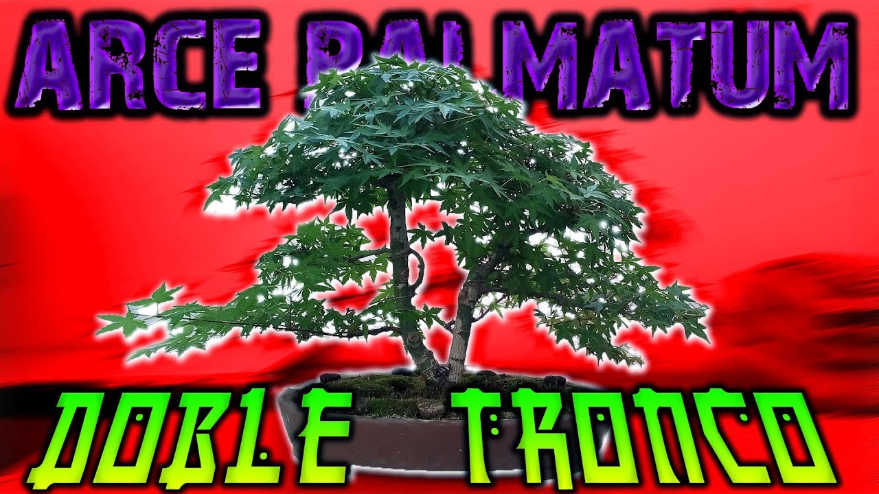 Arce Palmatum Doble tronco