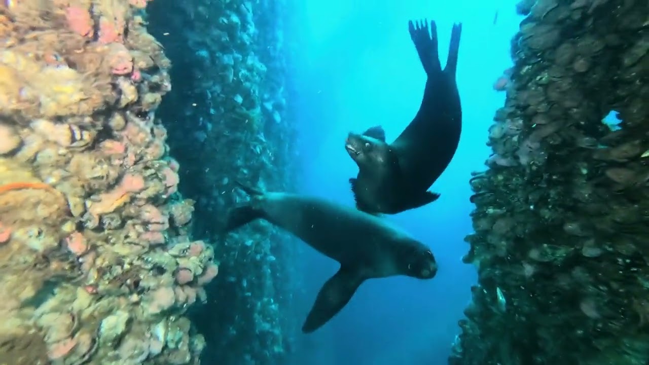 Diving Eureka oil platform 2-14-26