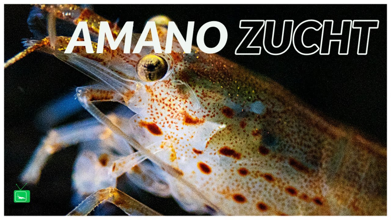 AMANOGARNELEN ZUCHT | So z&uuml;chtet Du erfolgreich Amanogarnelen | GarnelenTv