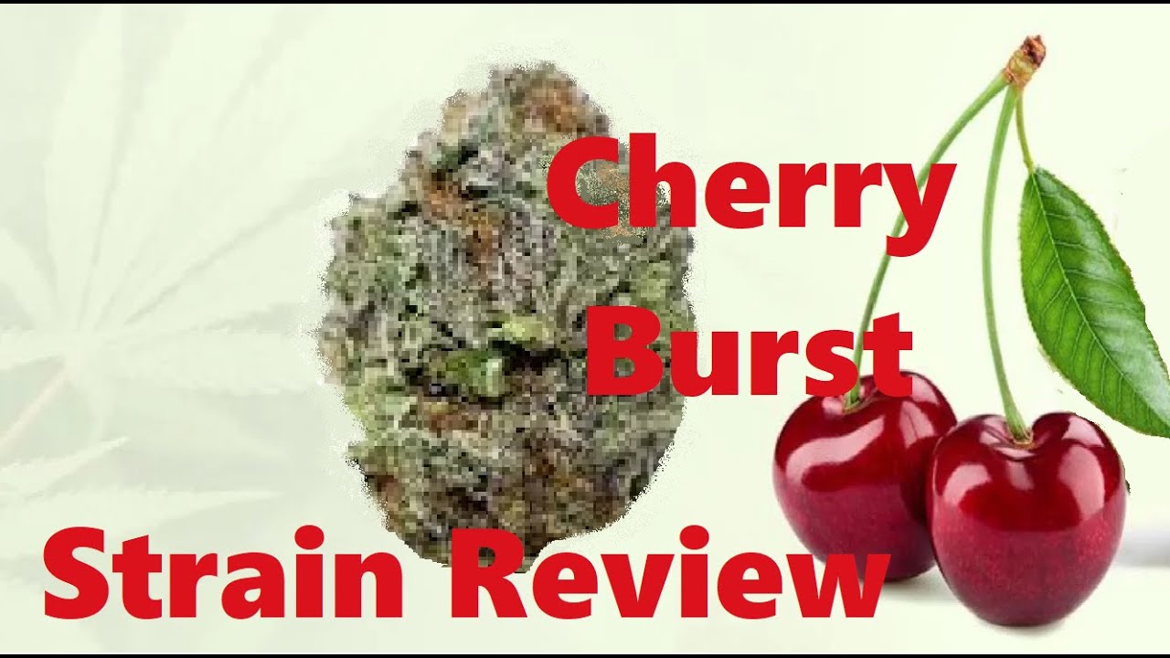 Cherry Burst Kush Strain Cannabis review Really good Flavor Kush