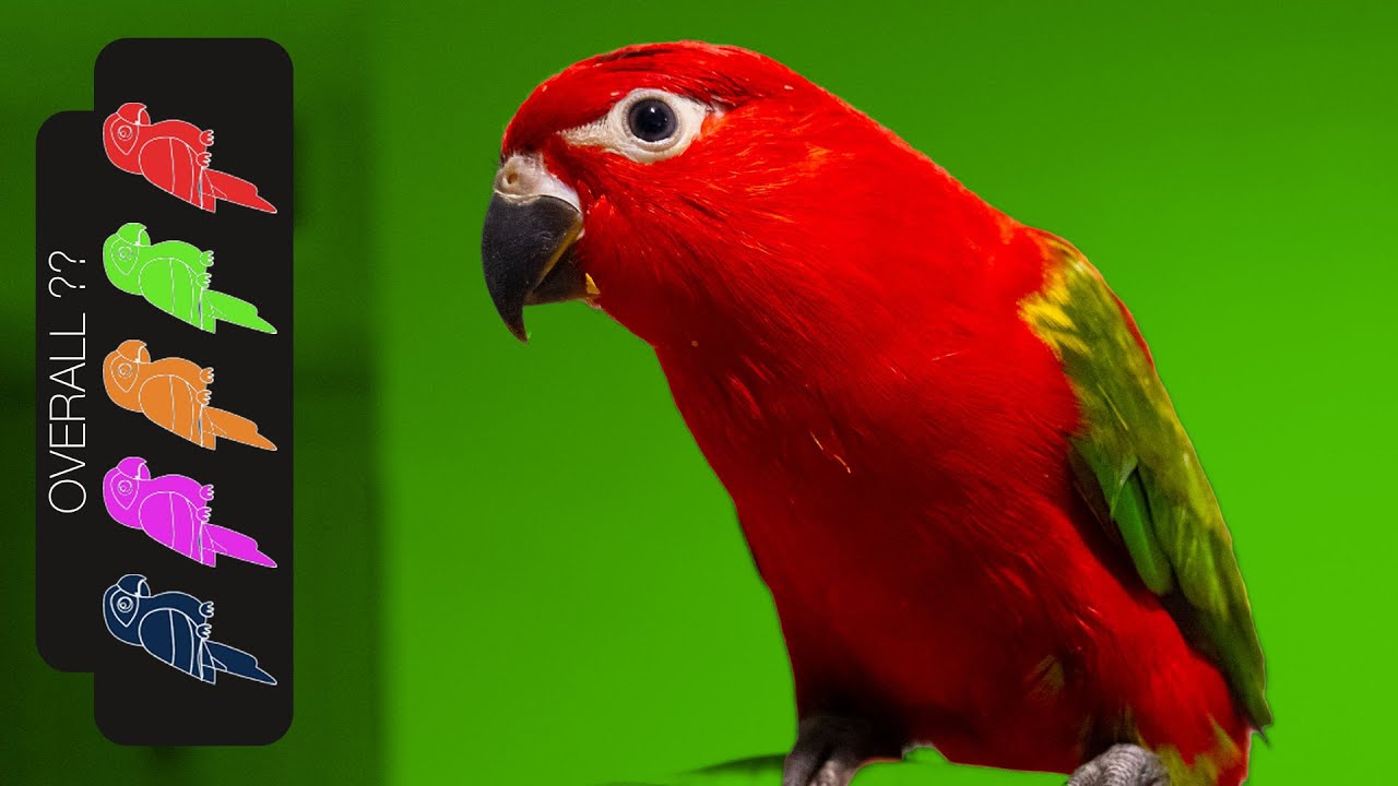 Chattering Lory, The Best Pet Wuewuewue Red Birb Parrot?