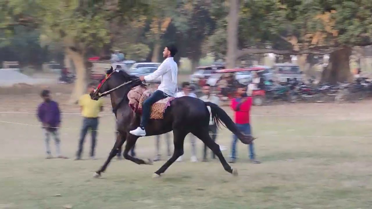 Ghoda race Amethi bhadar semi final