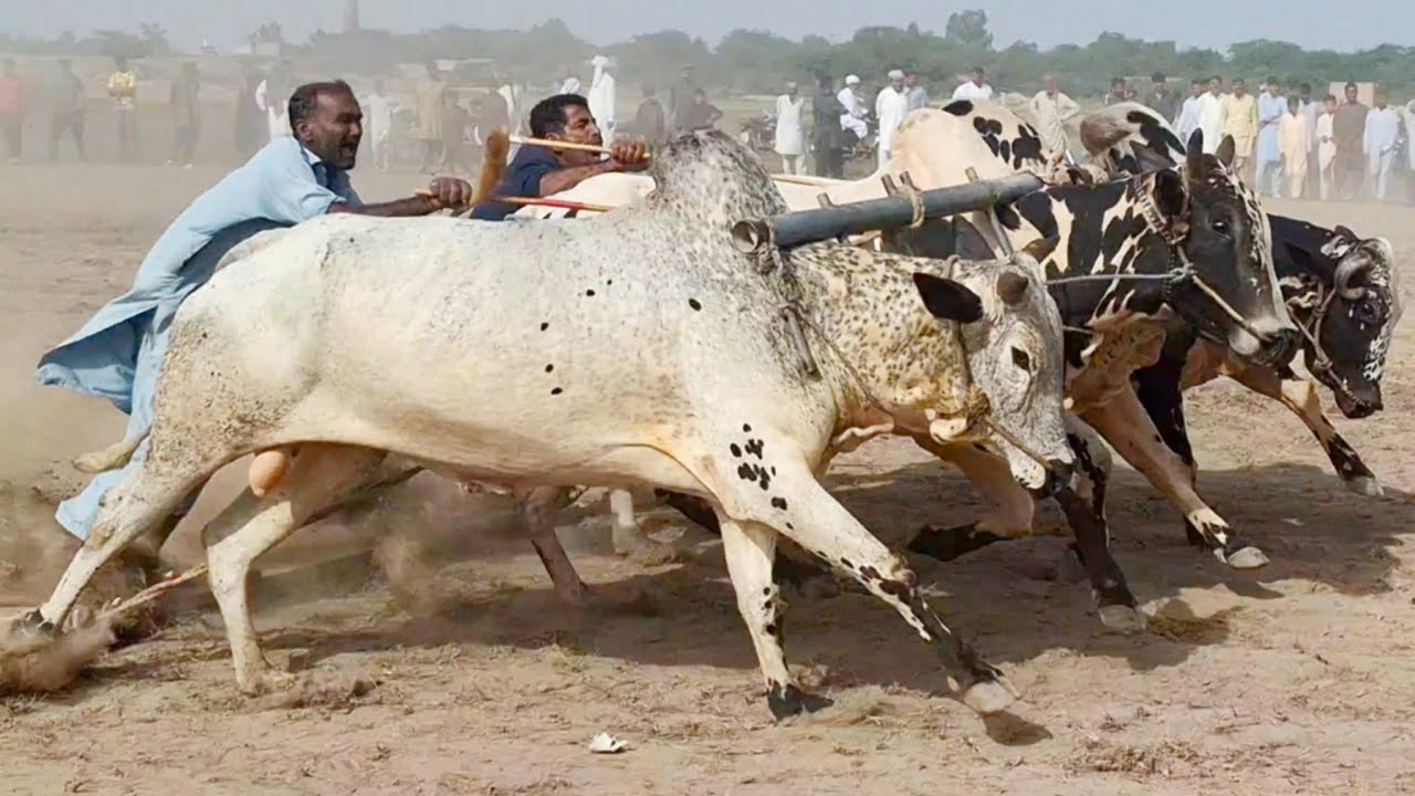 Suhaga bail race in rural punjab | Bailgadi race in punjab | Bull race | Traditional and old punjab