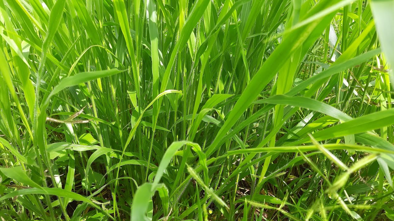 BRAQUIÁRIA RUZIZIENSIS PRODUZ  MAIS MASSA QUE OS DEMAIS BRAQUIARIA