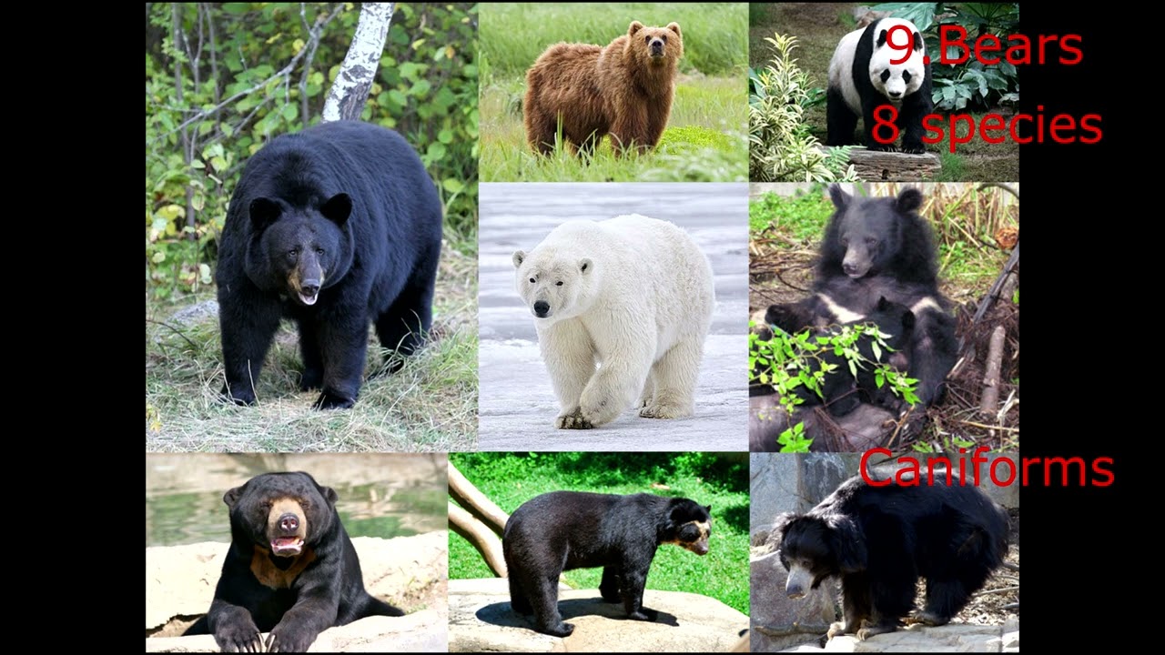 families of carnivorans