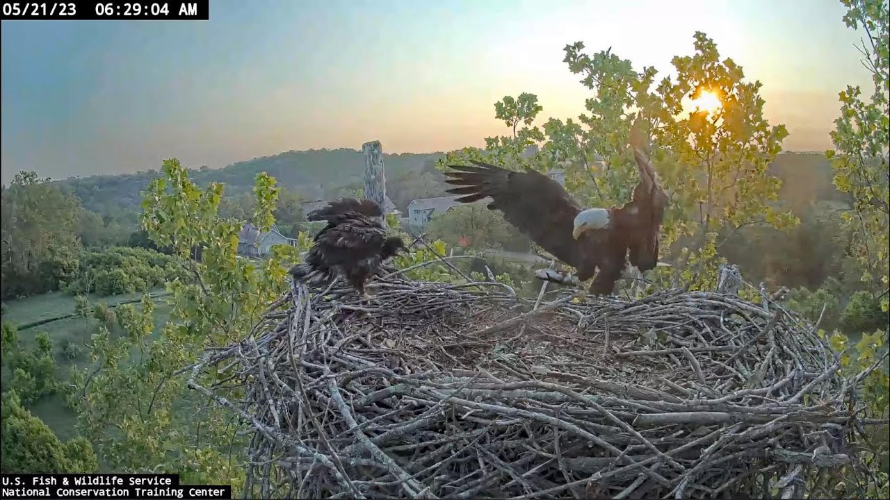 April 4 at 1pm - Studio Broadcast: Live from the Eagles Nest