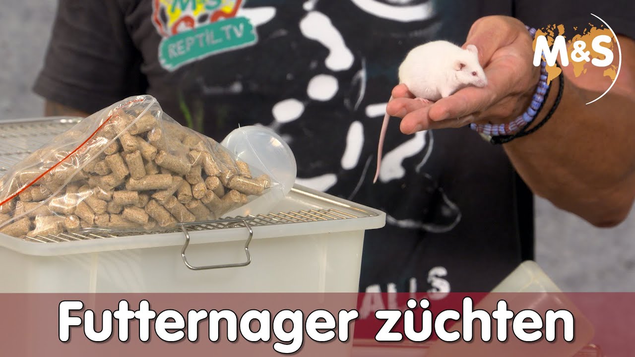 Futternager zuhause züchten? | Maus & Ratte | Reptil TV