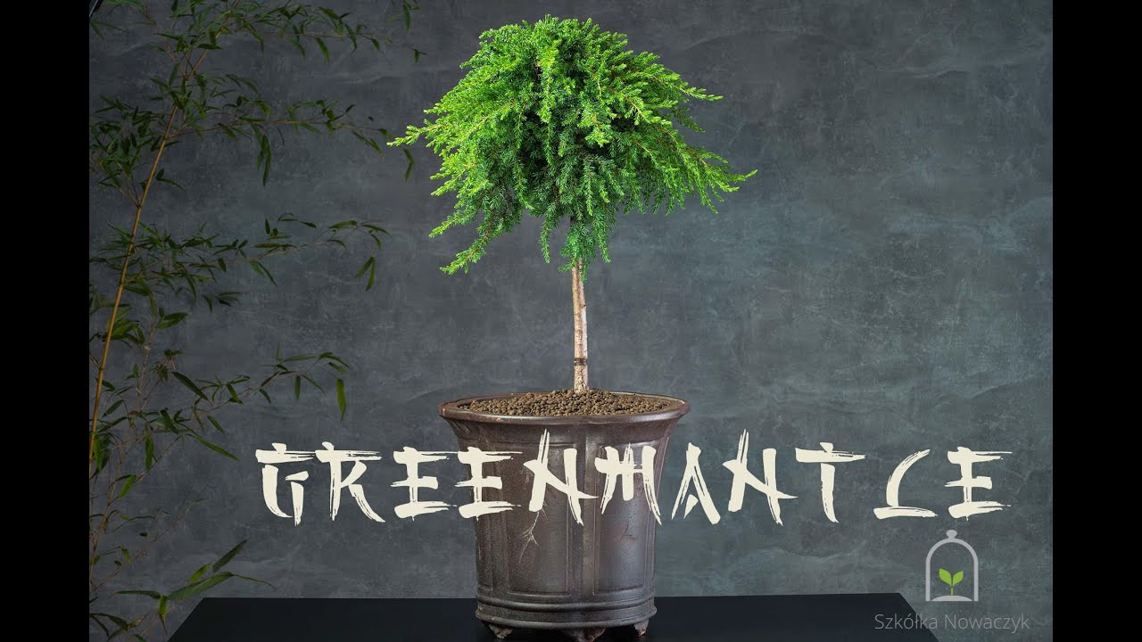 GREENMANTLE - jałowiec pospolity (Juniperus communis 'Greenmantle') - opis rośliny
