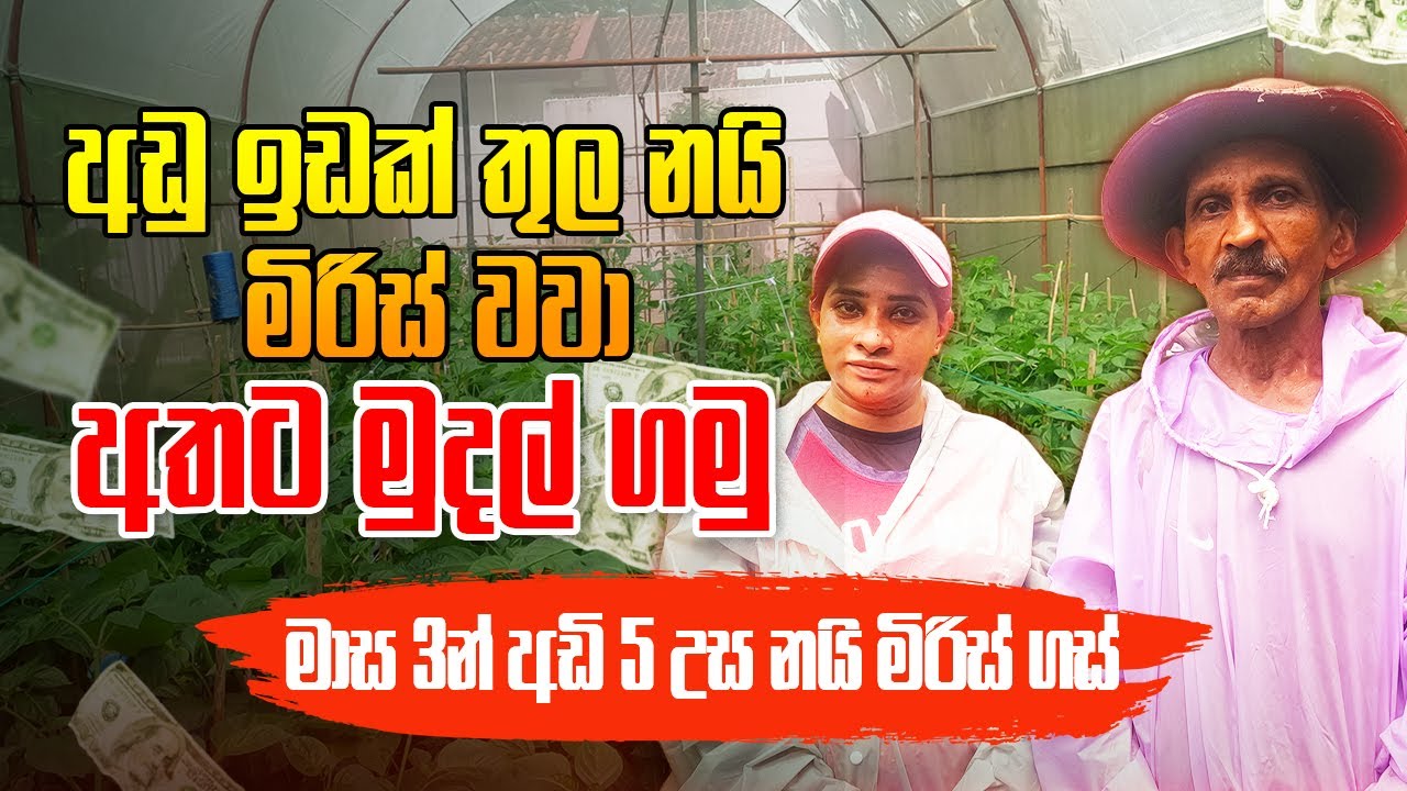 අඩු ඉඩක් තුල නයි මිරිස් වවා අතට මුදල් ගමු | මාස 3 අඩි 5 උස නයි මිරිස් ගස්