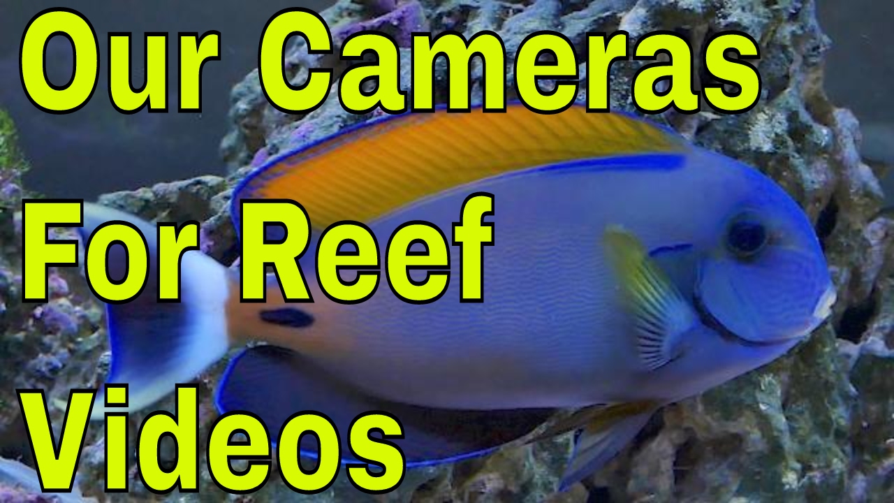 Cameras we use to film saltwater aquariums