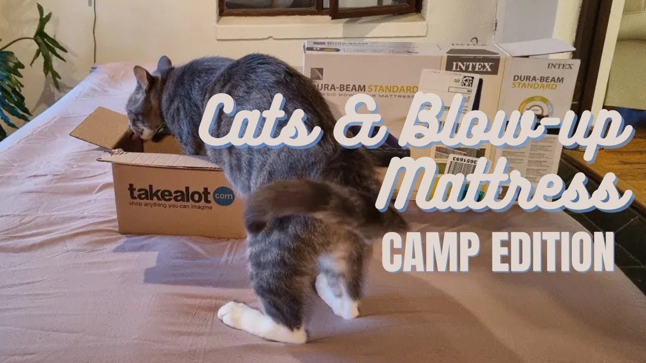 Blow-Up Mattress vs Cats | Camping Test