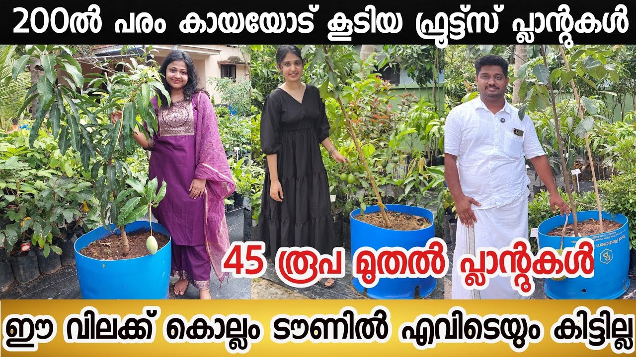 പഴത്തോടെ മരങ്ങൾ ഡ്രമ്മിലാക്കി നൽകുന്നു| കുറഞ്ഞ വിലയിൽ ഇനി കൊല്ലം ടൗണിൽ നിന്നും വാങ്ങാം|FRUIT PLANTS