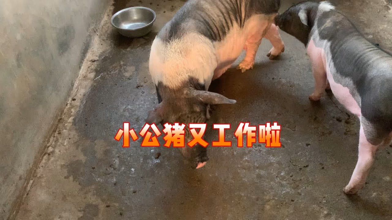 母猪可以配的，女子赶来自家公猪交配，两猪见到就开战 #自繁自养 #养猪人加油干 #农村创业养殖 #养猪人不容易 #养猪人