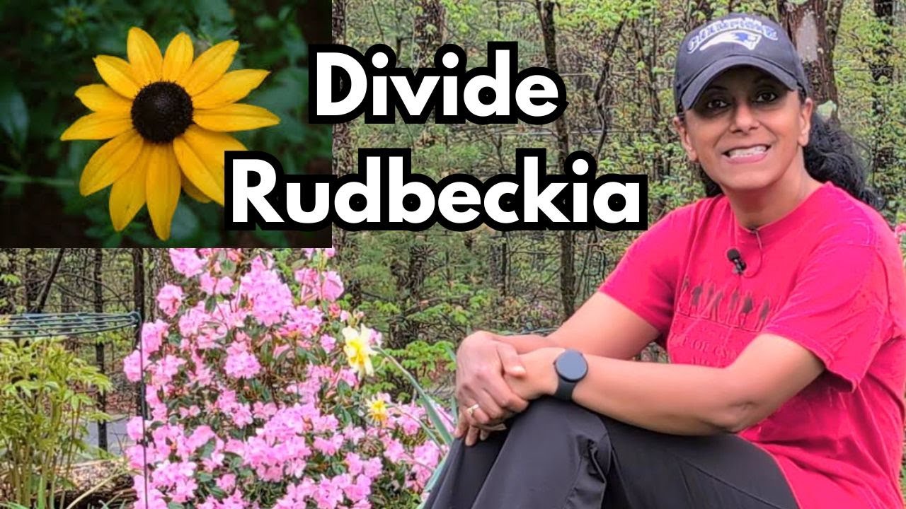 How To Divide Propagate Rudbeckia | Split Black Eyed Susan || Budget Gardening