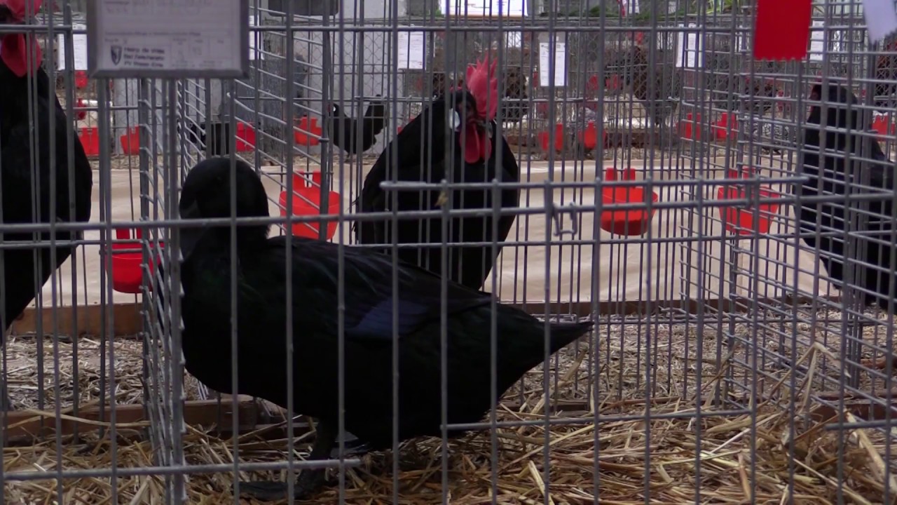 Rassegeflügelschau Norden 2016