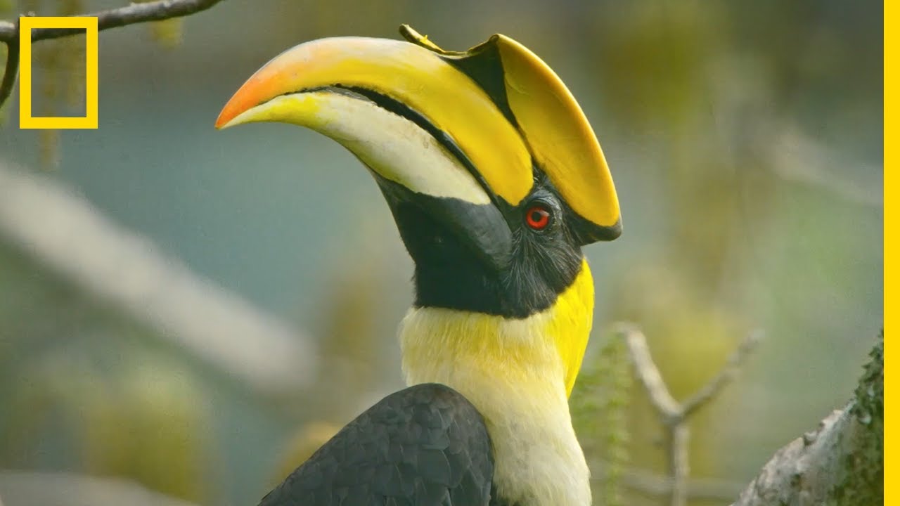 Le kalao bicorne, père de famille dévoué
