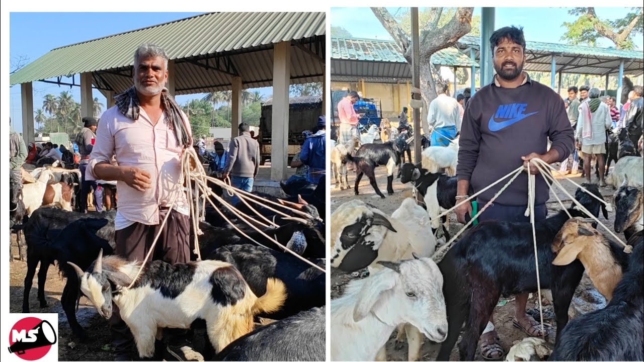 Nanjungud Goat Sheep Market | Kuri Santhe Bakra Mandi