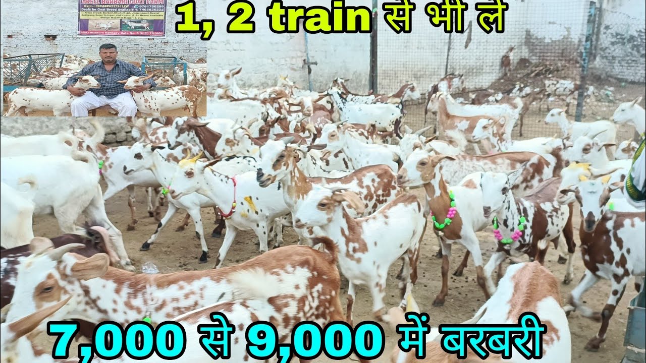 Barbari Goats and Buck At NH 19 Refinery Gate No 9 Mathura Uttar Pradesh