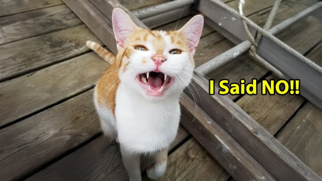 Funny Talking Cats That Talk Back Like Humans 😂🗣️