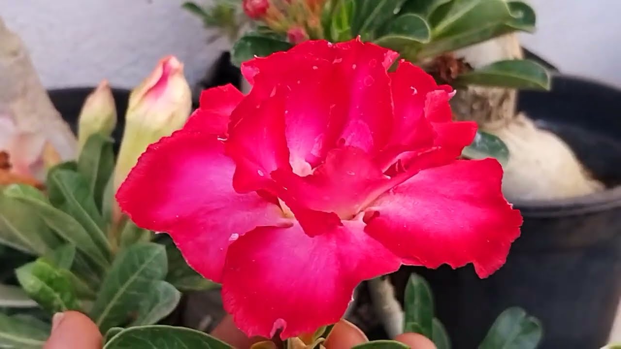 Beautiful adenium sale 😍 @floweringgardenvlog 