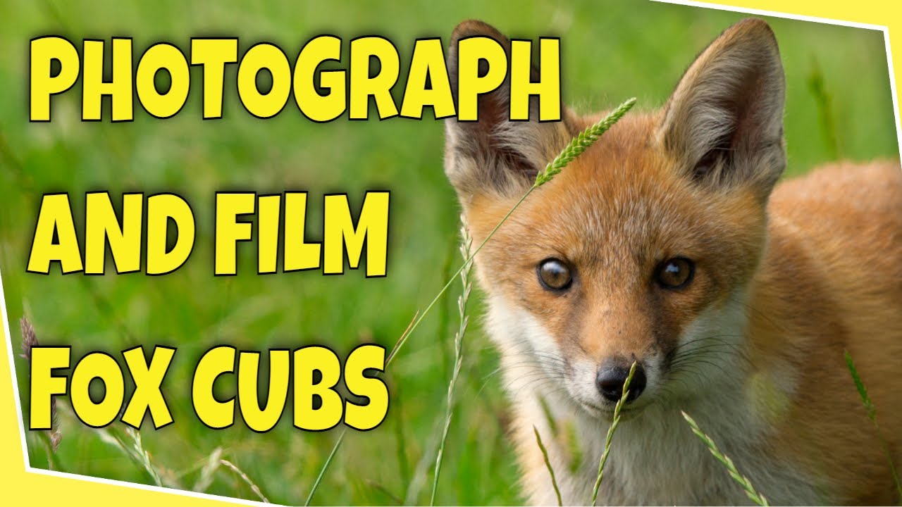How I Found and Photographed Fox Cubs
