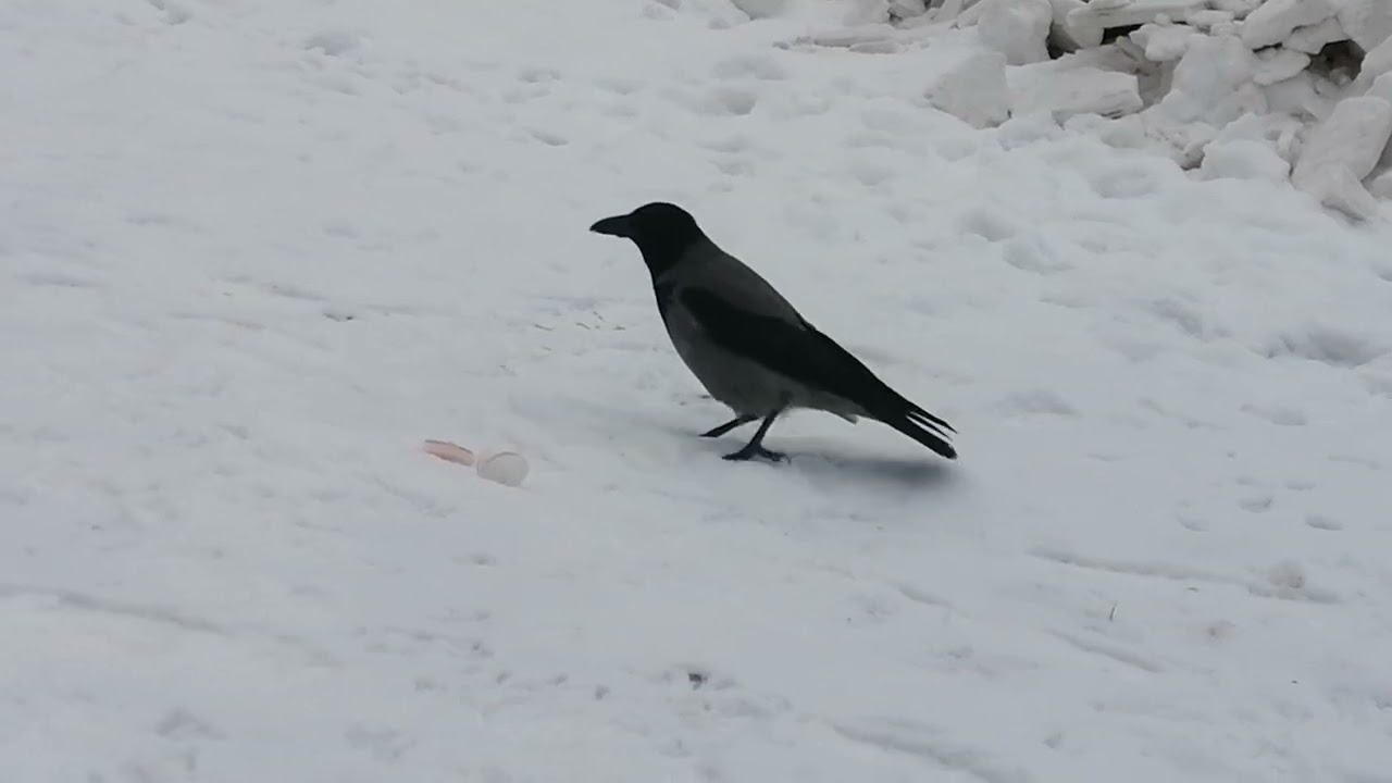 Унёс одно яйцо, вернулся за вторым #вороны / Grab an egg, come back for another one #crow 