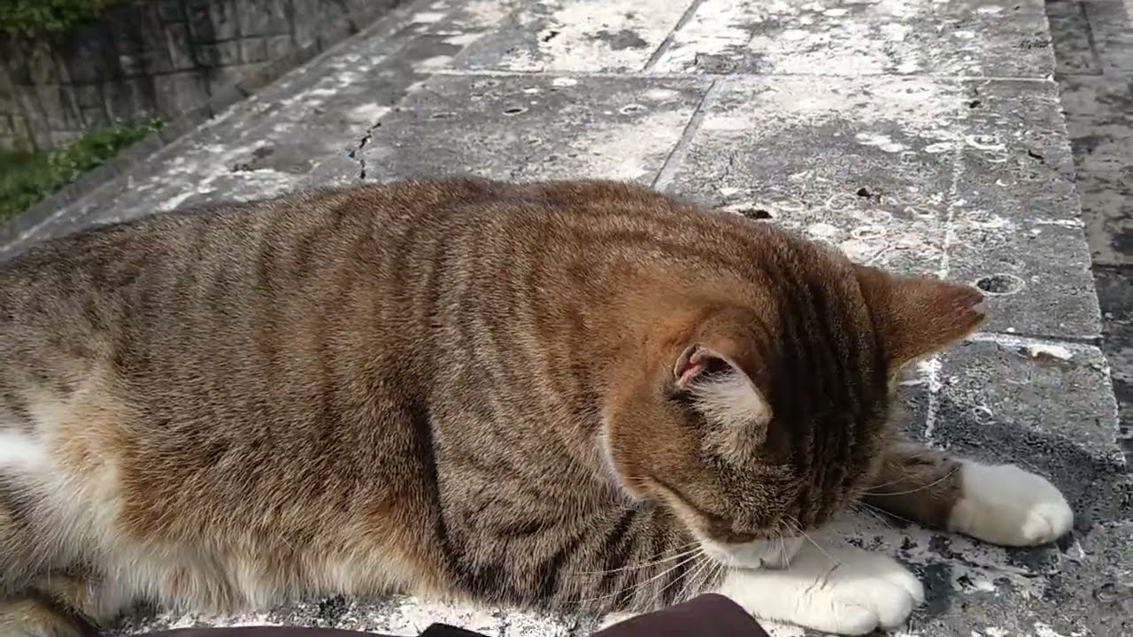 むんむん( ´ ฅ ` )
