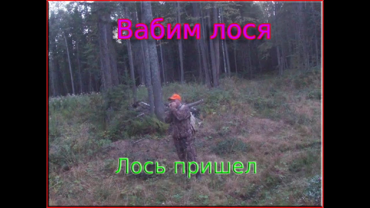 Гон лося.Вабим лося.Лось пришел.Охота на лося на реву.