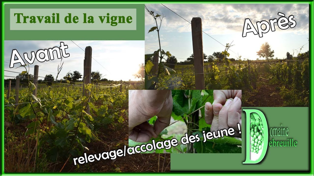 Relevage ou accoclage ou palissage des plantations