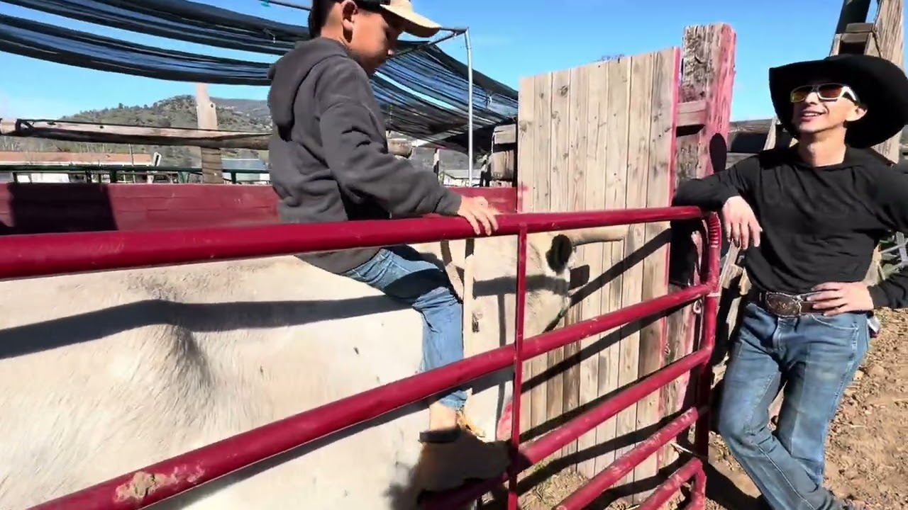 Practice Makes Perfect! Keeping it Real #bullriding #rodeo #bulls 